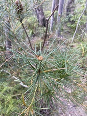 Banksia spinulosa