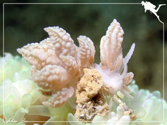 Phyllodesmium lizardense