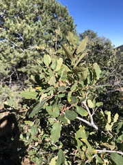 Quercus turbinella
