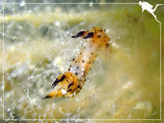 Polycera melanosticta