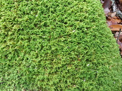 Thuidium