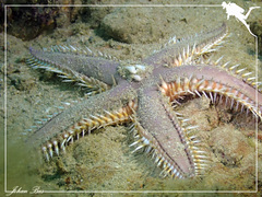 Astropecten polyacanthus