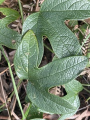 Passiflora cinnabarina