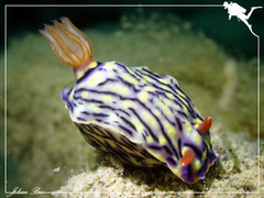 Hypselodoris zephyra