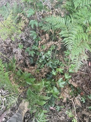 Passiflora cinnabarina