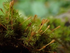 Ulota obtusiuscula