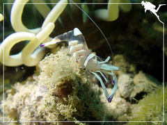 Ancylomenes magnificus