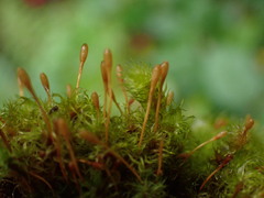 Ulota obtusiuscula