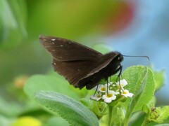 Ephyriades brunnea