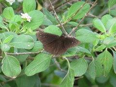 Ephyriades brunnea