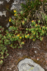 Hypericum scouleri