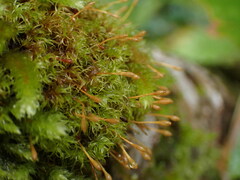 Ulota obtusiuscula