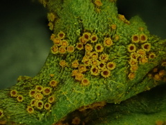 Puccinia lagenophorae