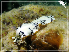 Pseudoceros imperatus