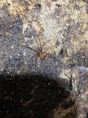 Loxosceles yucatana