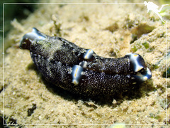 Spinoaglaja orientalis
