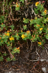 Hypericum scouleri