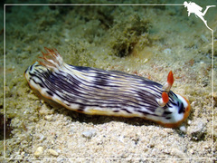 Chromodoris quagga
