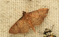 Herpetogramma licarsisalis