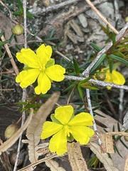 Hibbertia acicularis