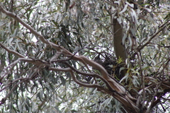 Strepera versicolor arguta