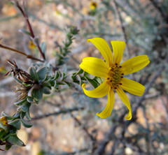 Osteospermum polygaloides polygaloides