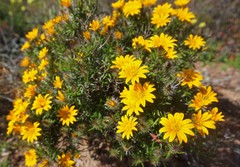 Gorteria integrifolia