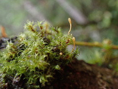 Ulota obtusiuscula