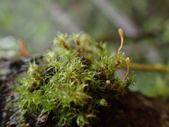 Ulota obtusiuscula