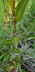 Persicaria strigosa