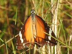 Danaus petilia