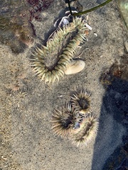 Anthopleura