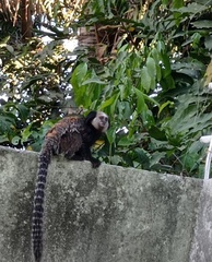 Callithrix geoffroyi