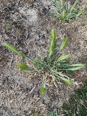 Hordeum murinum glaucum