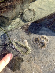 Anthopleura