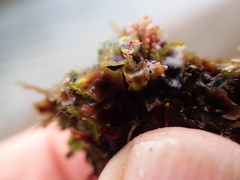 Pellia neesiana