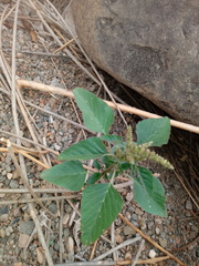 Amaranthus
