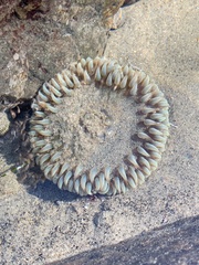 Anthopleura
