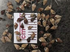 Bittiolum alternatum