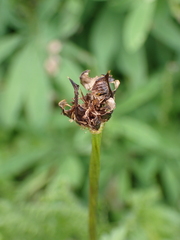 Trollius laxus
