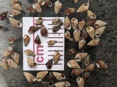 Bittiolum alternatum