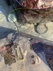 Anthopleura
