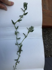 Buglossoides arvensis