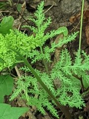 Sceptridium dissectum dissectum