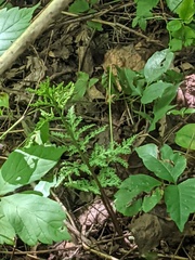 Sceptridium dissectum dissectum