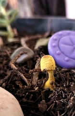 Fungi