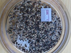 Bittiolum alternatum