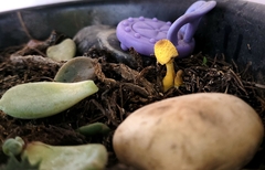 Fungi