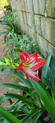 Hippeastrum