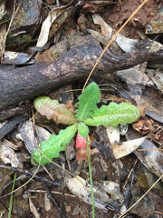 Hypochaeris glabra